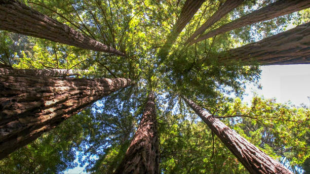 Best Tree Cutting Near Me  in USA